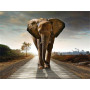 Diamond Painting Elefant auf der Straße