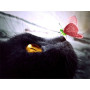Diamond Painting  Katze schwarz Hypnotic Gesicht Schmetterling Rose Geheimnis