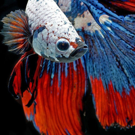 Diamond Painting Brunet Fish