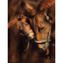 Diamond Painting Porträt Allied Horses Complicity